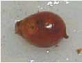 Birth of a worm