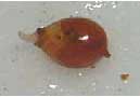 Birth of a worm