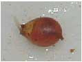 Birth of a worm