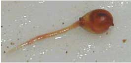 Birth of a worm
