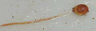 Birth of a worm